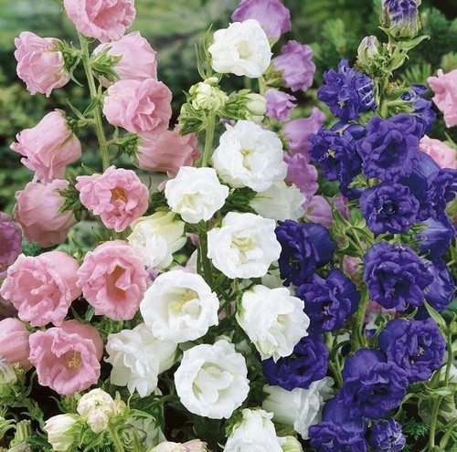 Campanula double 100 seeds - campanula,