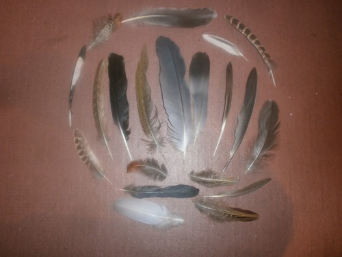 Natural birds feathers - birds,
