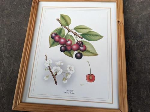 Botanical illustration print - botanical,