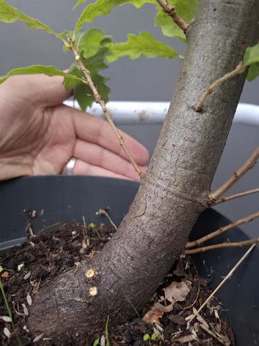 Chunky yamadori oak - chunky,