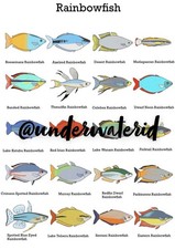 Rainbowfish Print Wall Art