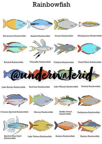 Rainbowfish print wall art - rainbowfish,