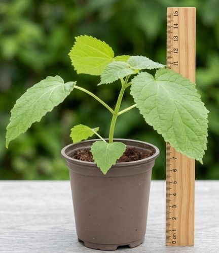 Paulownia tomentosa princess - paulownia,