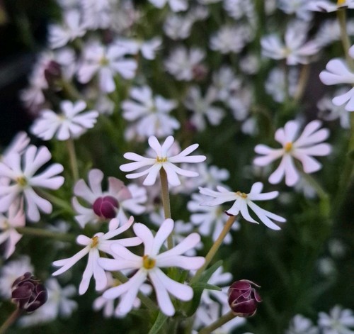 Night scented phlox - scented,