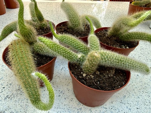 Cleistocactus colademononis - cleistocactus,