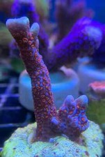 Bubblegum Digitata Monti Montipora SPS Coral Frag Reef not Soft LPS Hammer Torch