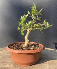 Flowering Abelia Starter