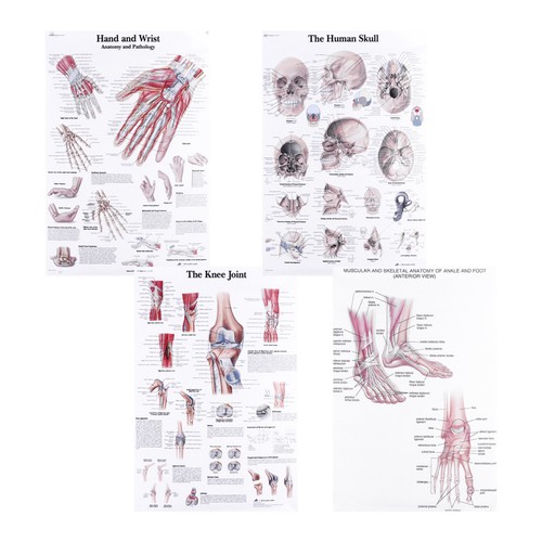 Pcs human anatomy poster - 4,