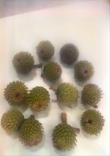 Green oak acorns - 12,