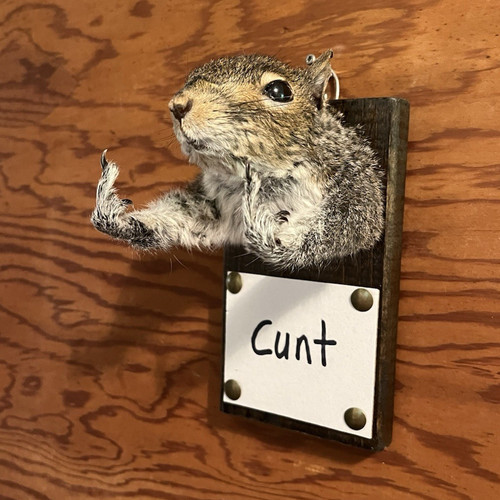 Taxidermy squirrel wall mount - wall,
