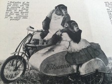 WATSONIAN CHIMPANZEES JOHNNY