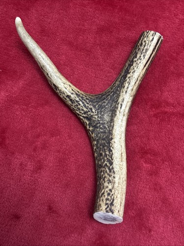One piece deer antler - deer, antler,