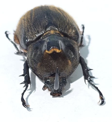 1428 scarabaidae - ts-,