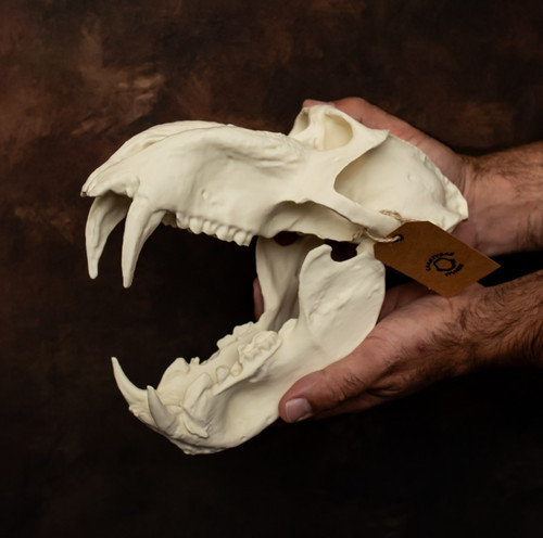 Mandrill baboon skull - mandrill,