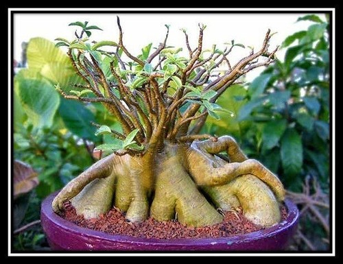 500 adenium arabicum bang ra - 500,