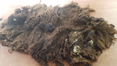 8kg raw sheep fleece - sheep,