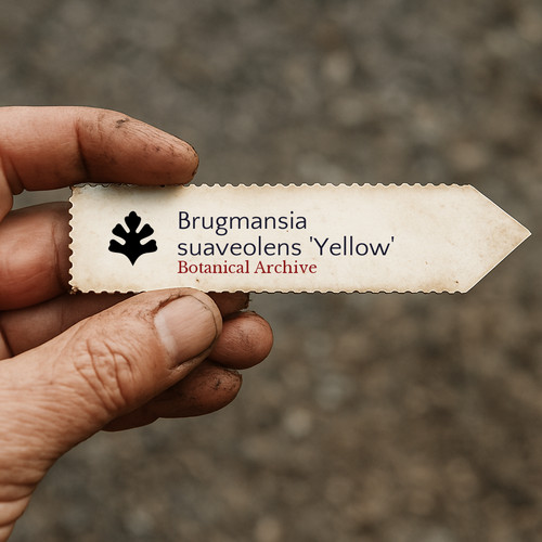 Brugmansia suaveolens yellow - brugmansia, 'yellow'