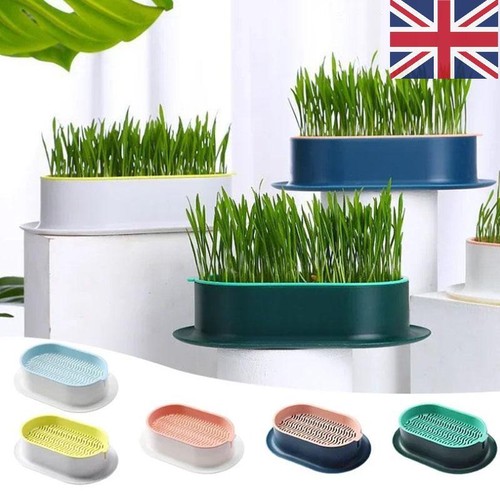 Cat grass planting box plant - planting,