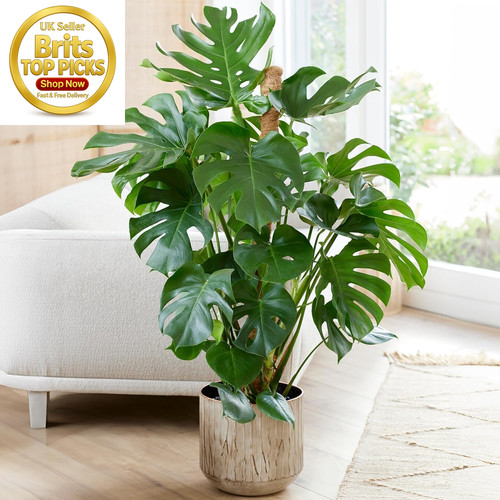 Monstera swiss cheese plant - monstera,