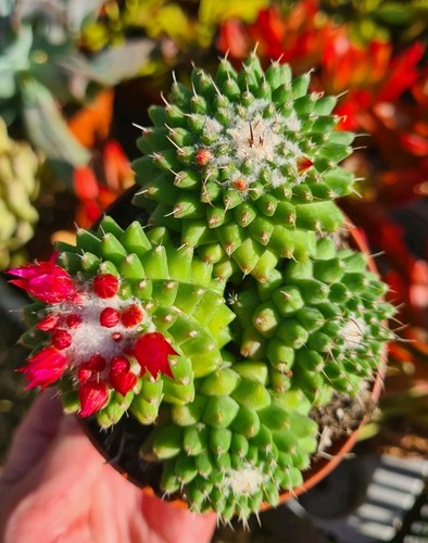 Mammillaria polythele toluca - polythele,