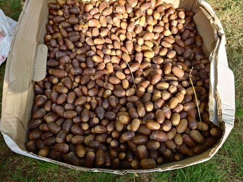 Acorns seeds sorted from - 50, seeds,