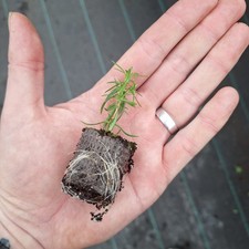 PHLOX DOUGLASII CRACKERJACK  -