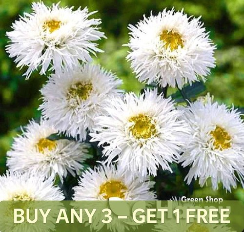 Eyed daisy crazy - ox-eyed, 300