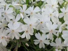 Creeping phlox subulata white - creeping, 'white