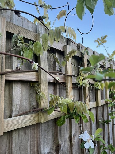 Trellis panel extra - trellis,