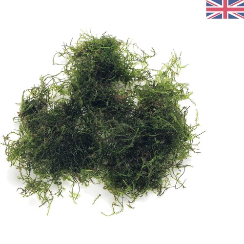 Grams java moss - java, moss: