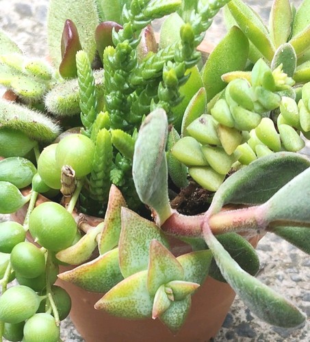 Green succulent plant mix - plant,