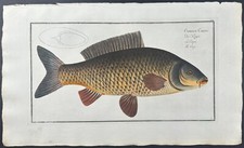 Bloch- Carp – Cyprinus Carpio. 16 - 1785 Hand-colored Fish Engraving