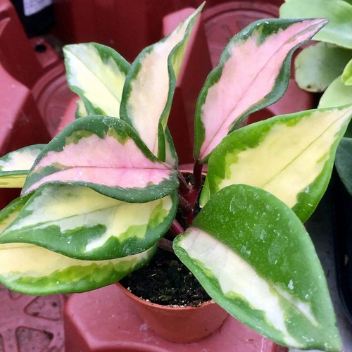 Wax plant tricolour - wax, (hoya