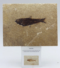Fossil Knightia Fish  Eocene