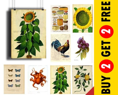Vintage botanical posters - botanical,