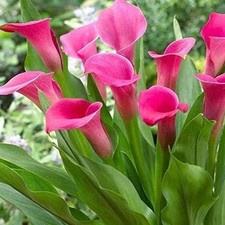Pretty Imported Calla Lily