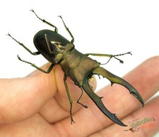Stag beetle Cyclommatus