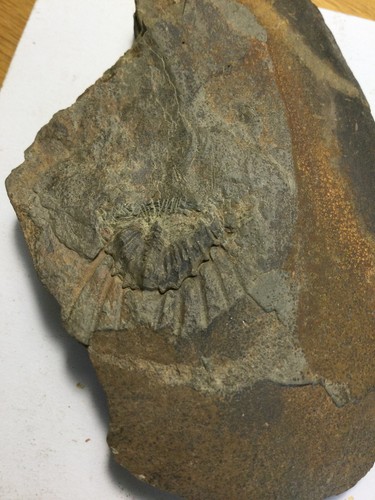 Coll rare european - coll, of