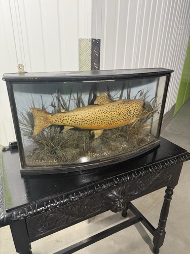 Victorian taxidermy fish - victorian,