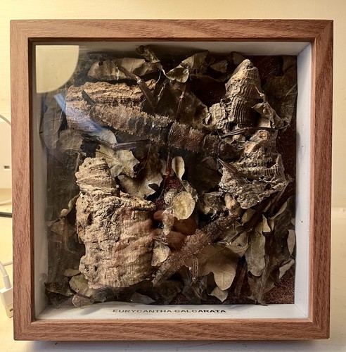 Two eurycantha calcarata - two,