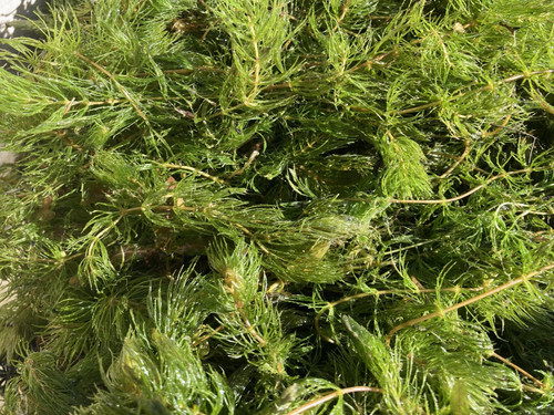 Hornwort ceratophyllum - hornwort,