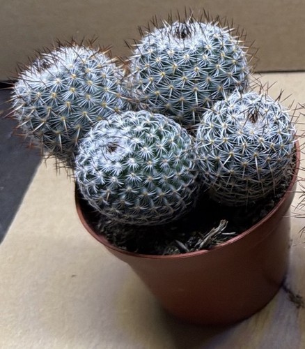 Mammillaria dealbata potsize - -,