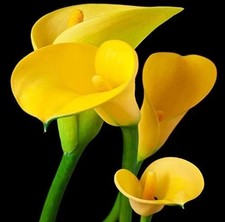 Pretty Imported Calla Lily