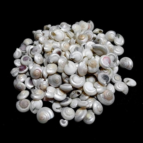 Umbonium vestiarum pearl
