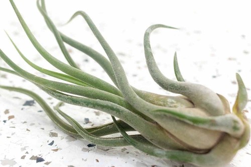 Tillandsia large caput - tillandsia, medusae