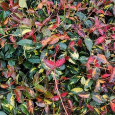 Star Jasmine 'Star Wars' 9cm Plant x 2. Variegated Trachelospermum. Climber