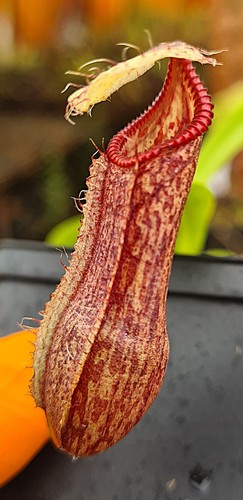 Nepenthes singalana hamata - x,