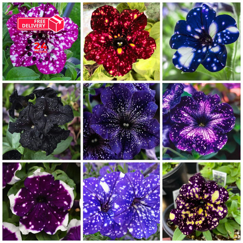 2000 exotic night - sky, petunia
