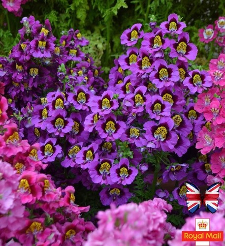 Schizanthus 100 seeds - schizanthus,
