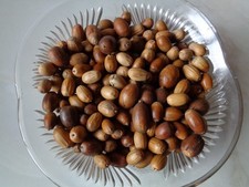 300 ACORNS--FROM OAK TREES IN SCOTLAND-- GOOD FOR SQUIRREL TREATS---PLANTING